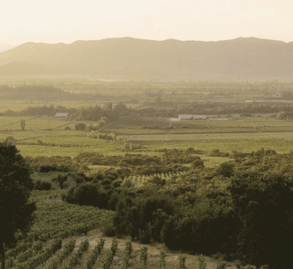 Winnice Terra Nobles w Colchagua Winnice Terra Nobles w Colchagua