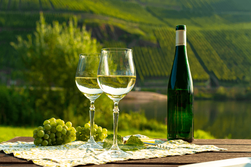 Degustacja Riesling w winnicy Degustacja Riesling w winnicy