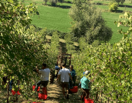 Żniwa w Villa di Corlo Żniwa w Villa di Corlo