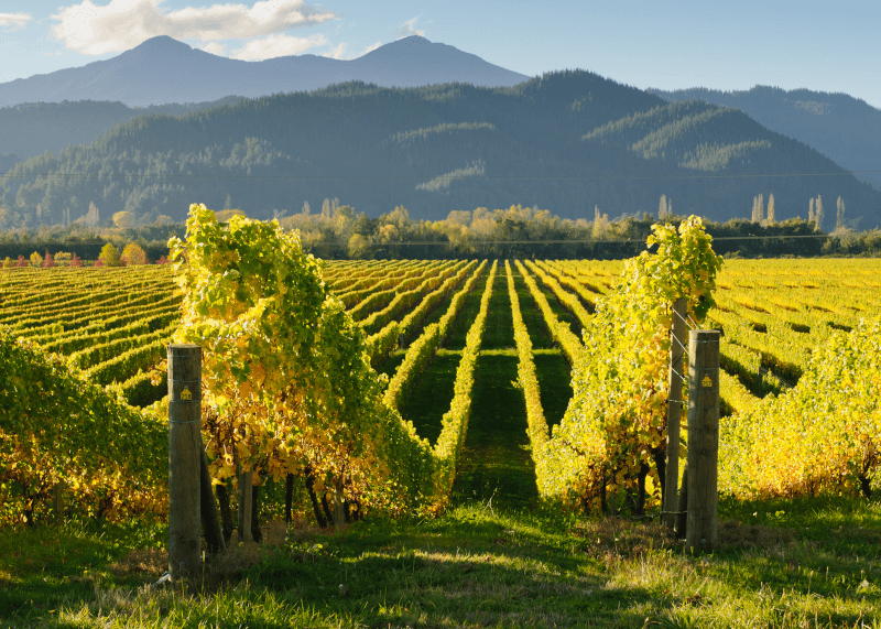 Region winiarski Marlborough