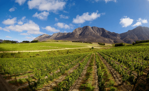 Widok z winnic na górę Simonsberg Widok z winnic na górę Simonsberg