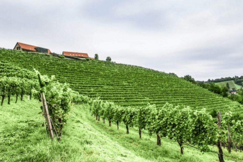 Trzcina z Hochkittenberg Trzcina z Hochkittenberg