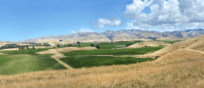 Sauvignon Blanc Marlborough Neuseeland Sauvignon Blanc Marlborough Neuseeland