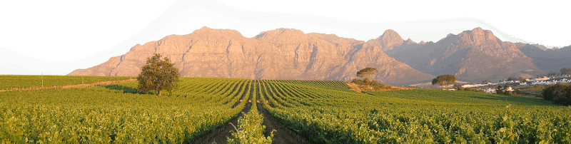 Winnice Kleine Zalze