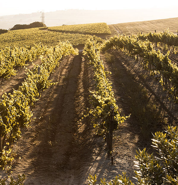 Widok na winorośla Neethlingshof Estate