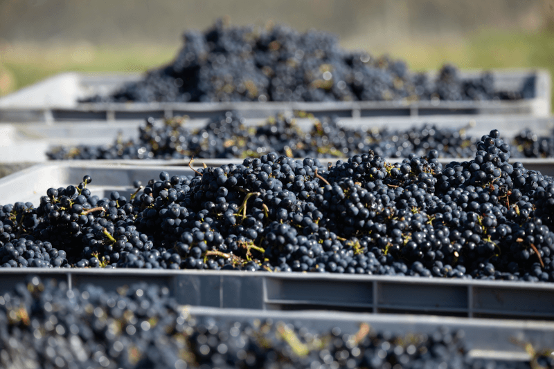 Winogrona z Central Otago