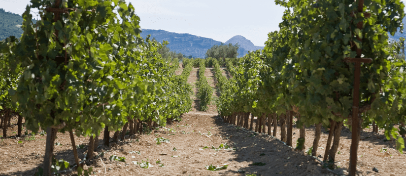 Gaia Wines Winogrona