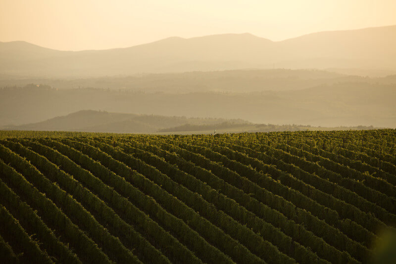 Winnica Tenuta Luce Winnica Tenuta Luce