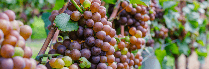 Winogrona Gewürztraminer na krzewie winorośli