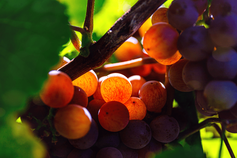 Winogrona Gewürztraminer na krzewie winorośli w słońcu